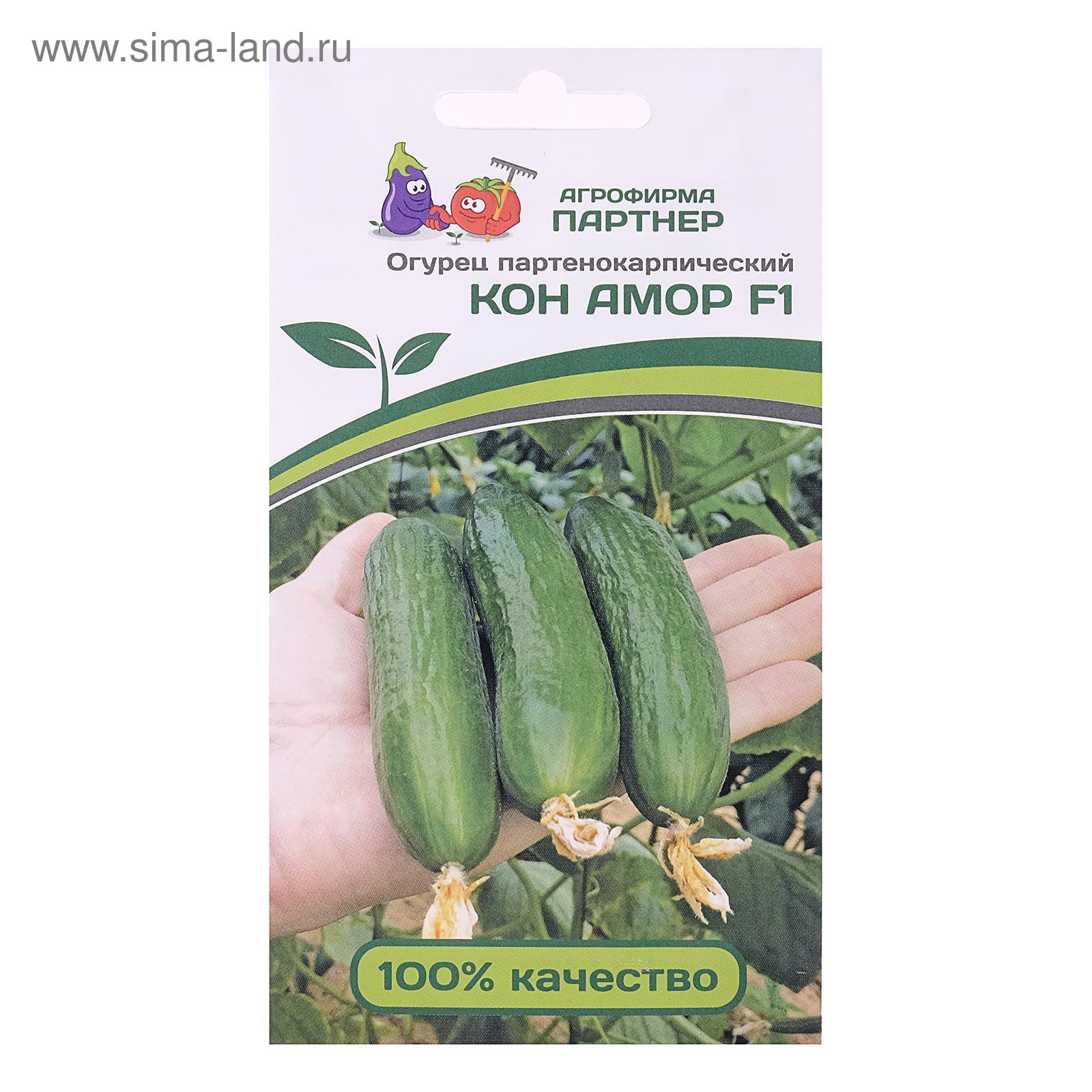 Семена Огурец Кон Амор F1